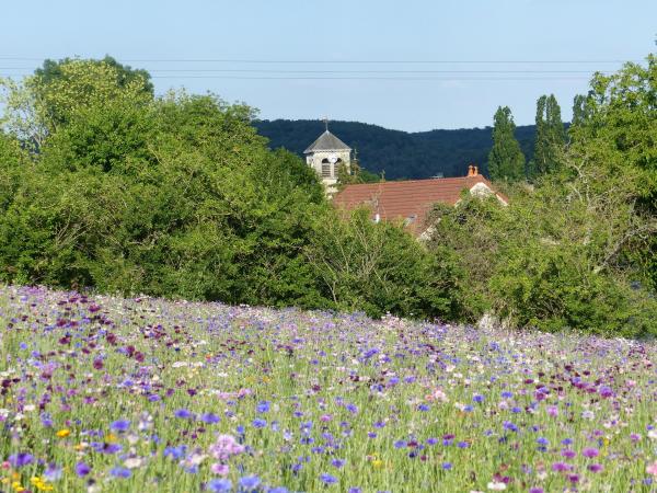 Jachere fleurie